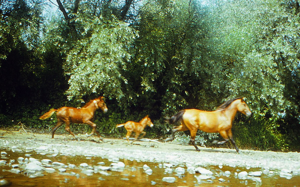 Pferde rennen am Flussstrand entlang