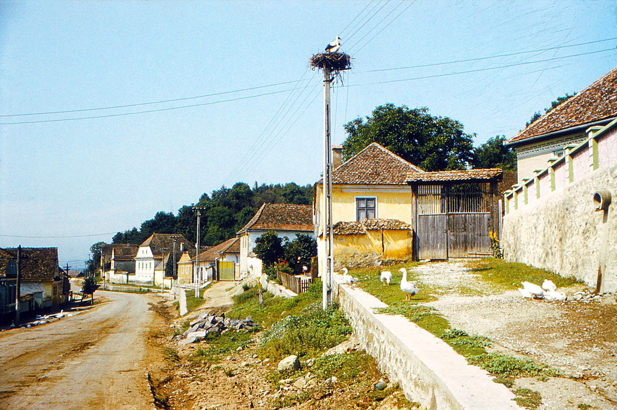 Dorfstraße mit einem Storchennest und Gänsen vor einer Hofeinfahrt