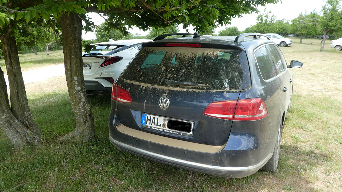 Auto auf einer Wiese unter Bäumen