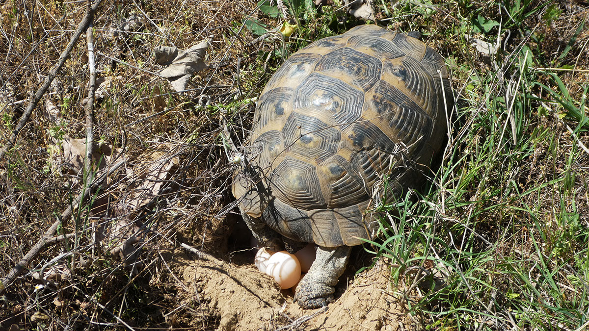 Schildkröte