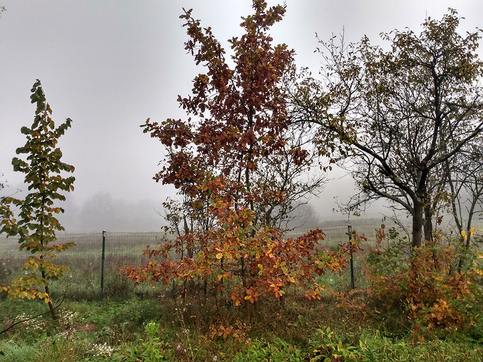 Strauch mit bunten Herbstblättern