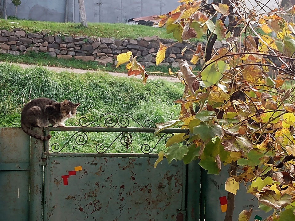 Katze auf Gartentor