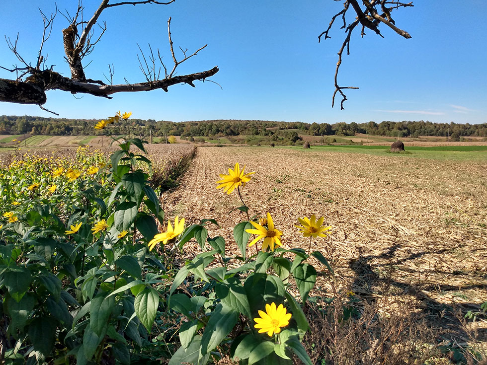 Blumen am Feldrand