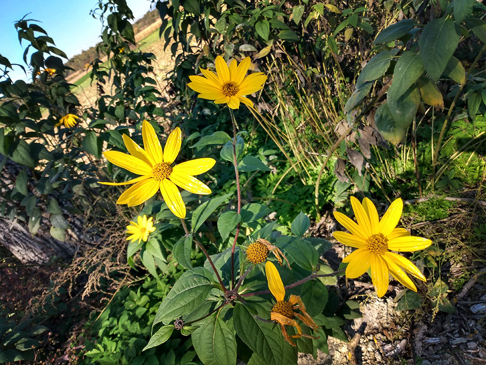 gelbe Blumen