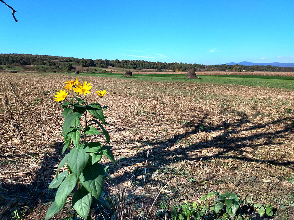 Blume am Feldrand