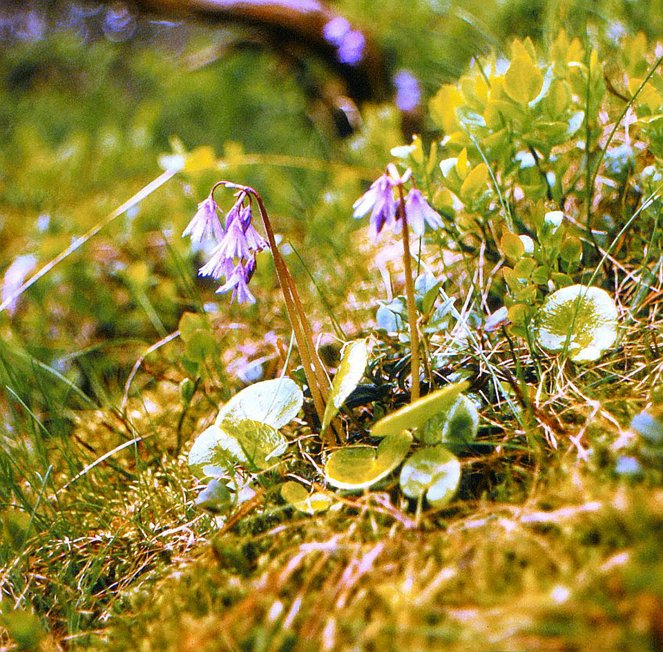 blaue Blumen