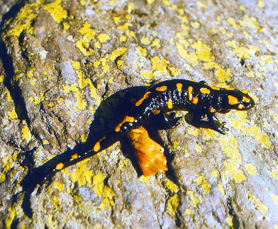 Feuersalamander