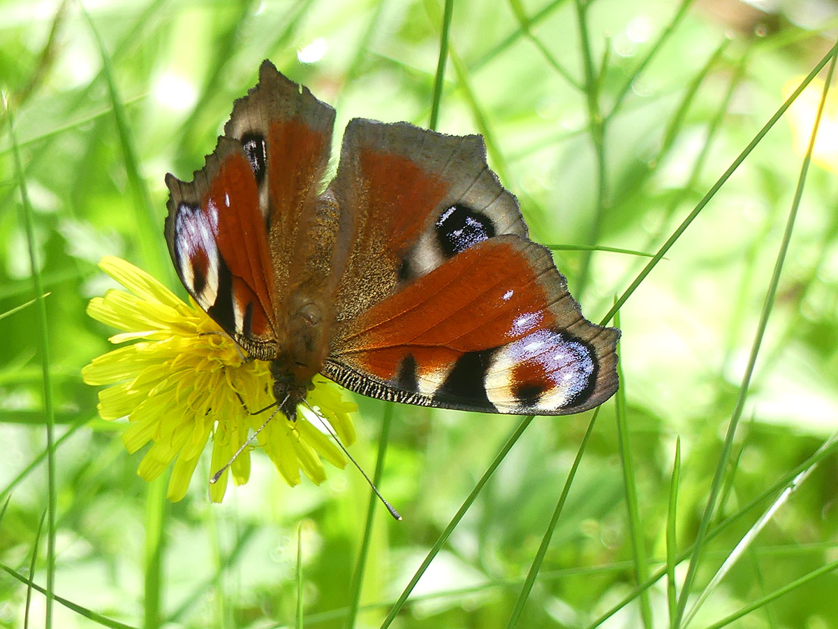 Schmetterling