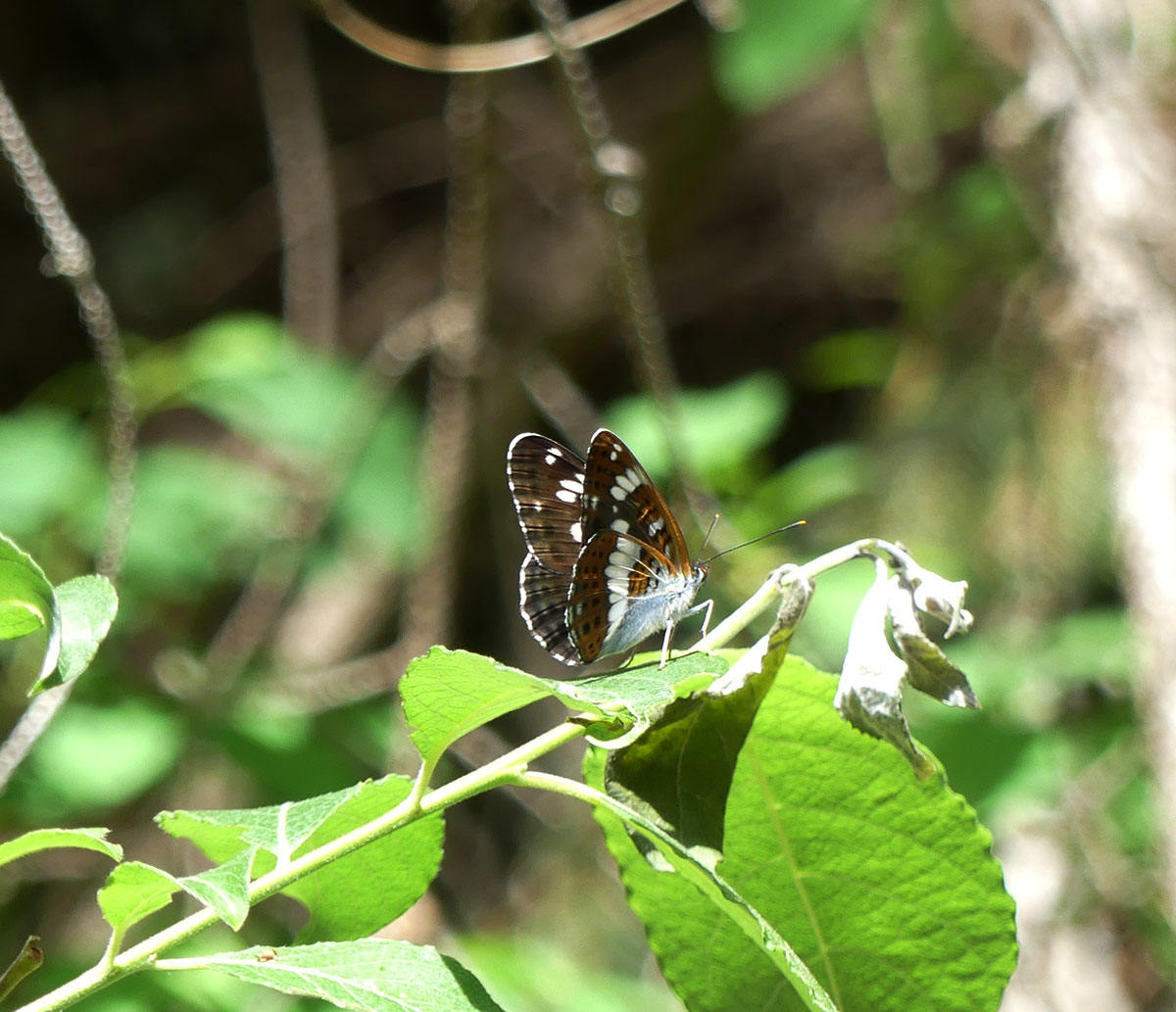 Schmetterling