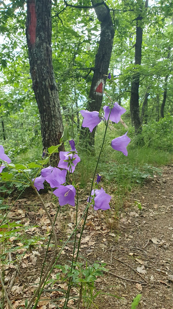 blaue Blume