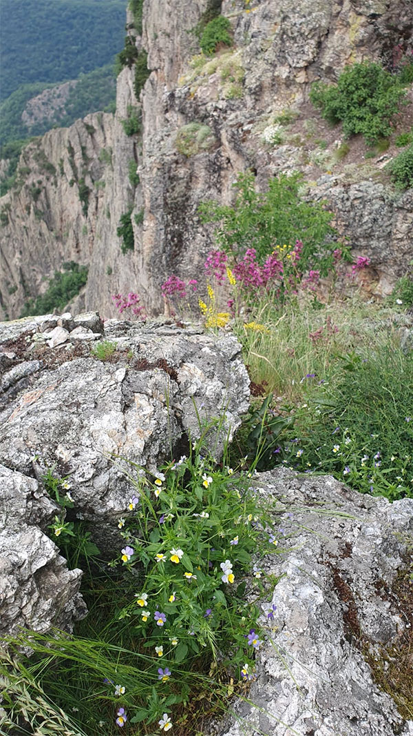 Blumen auf Felsen