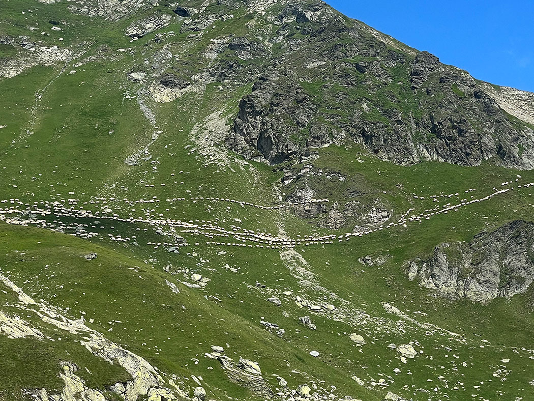 Schafe in den Bergen