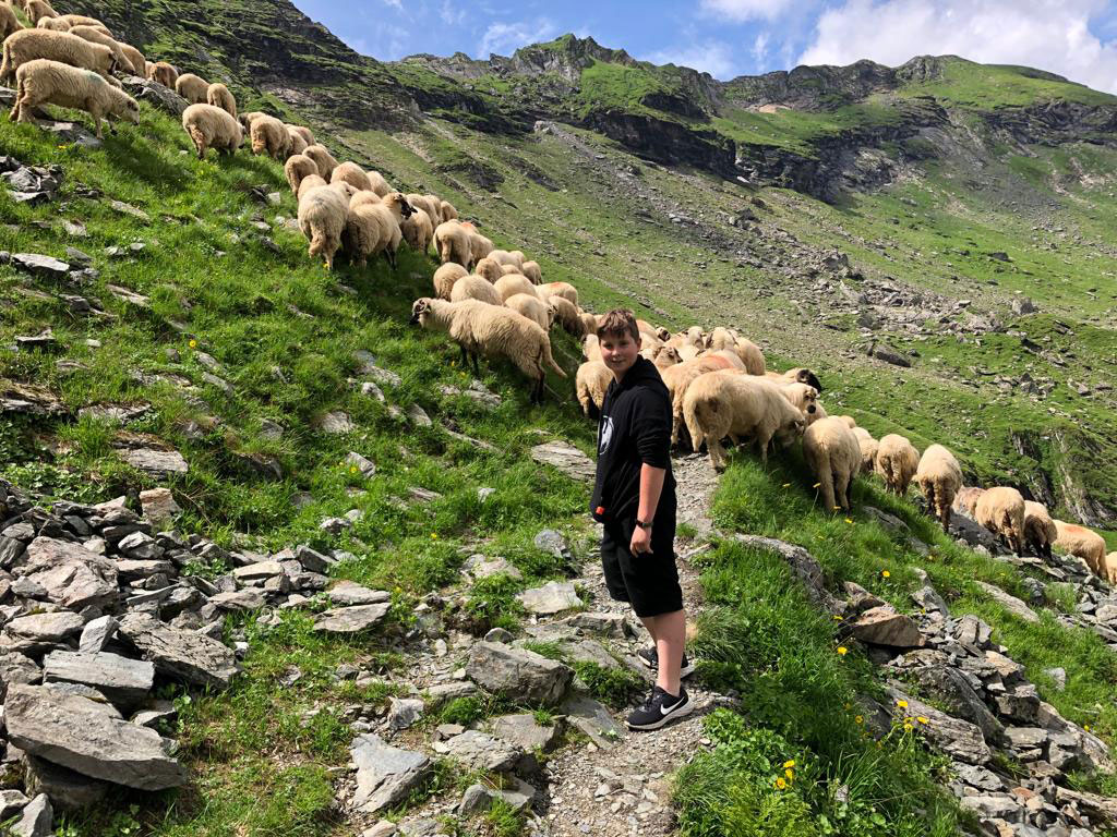 Bela vor Schafherde