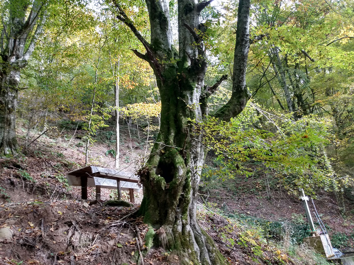 Baum mit Bank