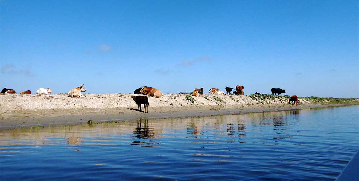 Kühe liegen am Wasser
