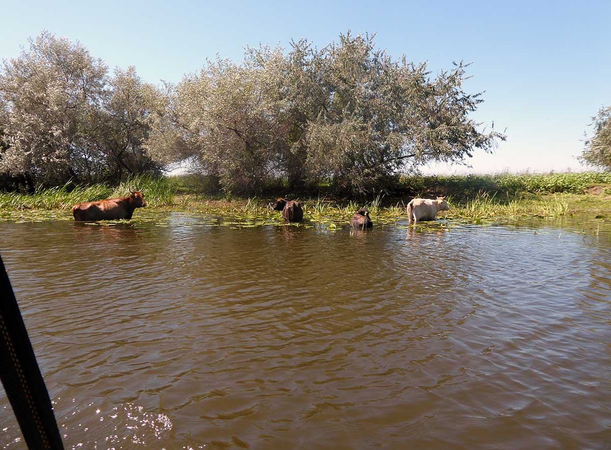 Kühe im Wasser