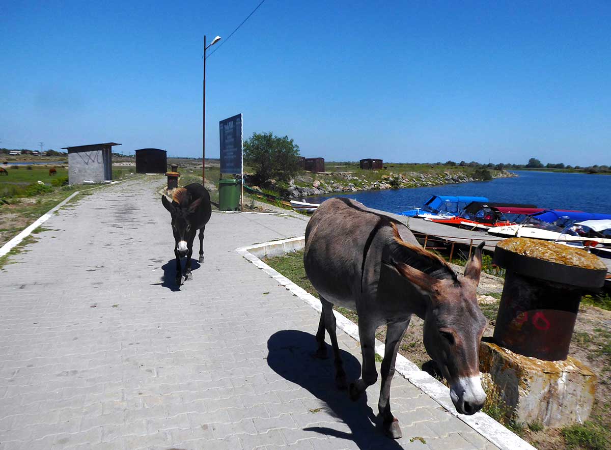 Kühe auf Straße neben Wasser