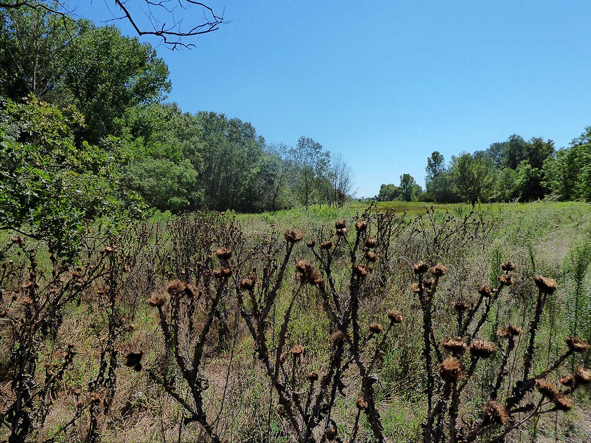 Landschaft
