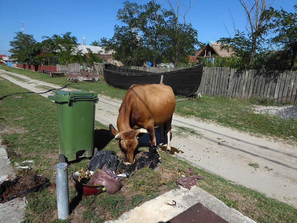 Kuh frisst aus Mülltüte