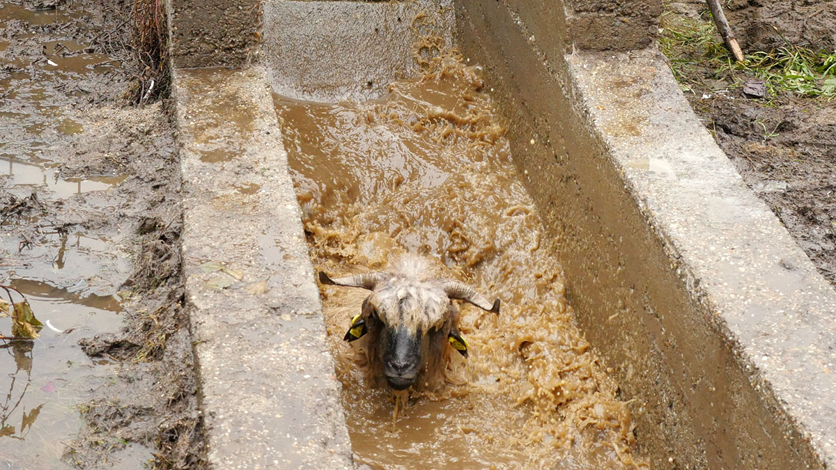 Schaf schwimmt im Desinfektionsmittelbad