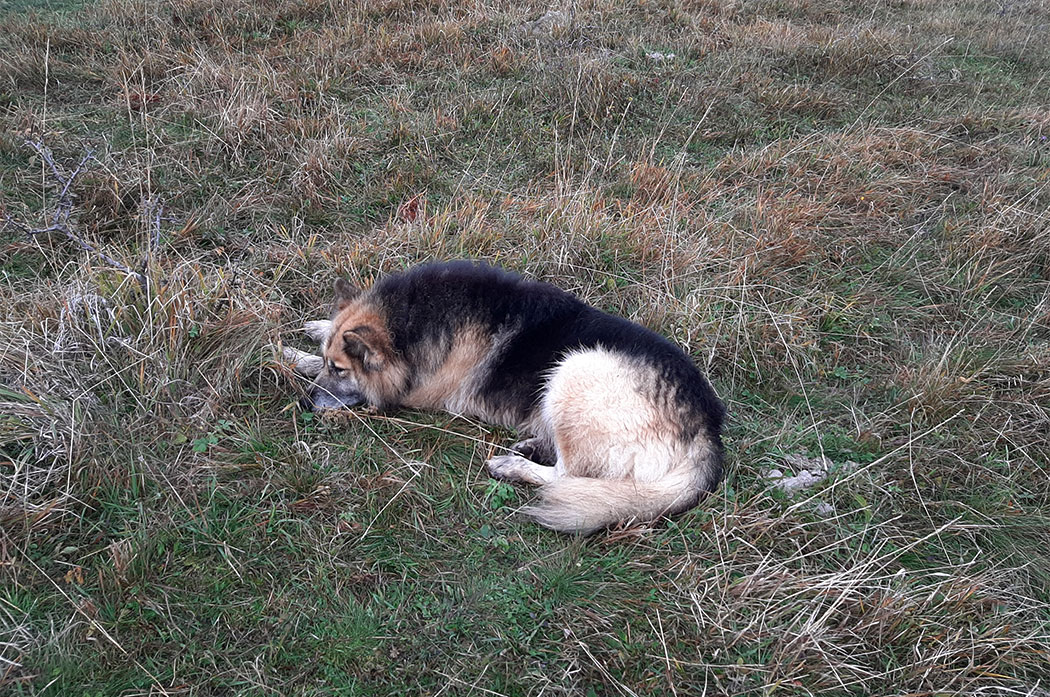 Hund liegt im Gras