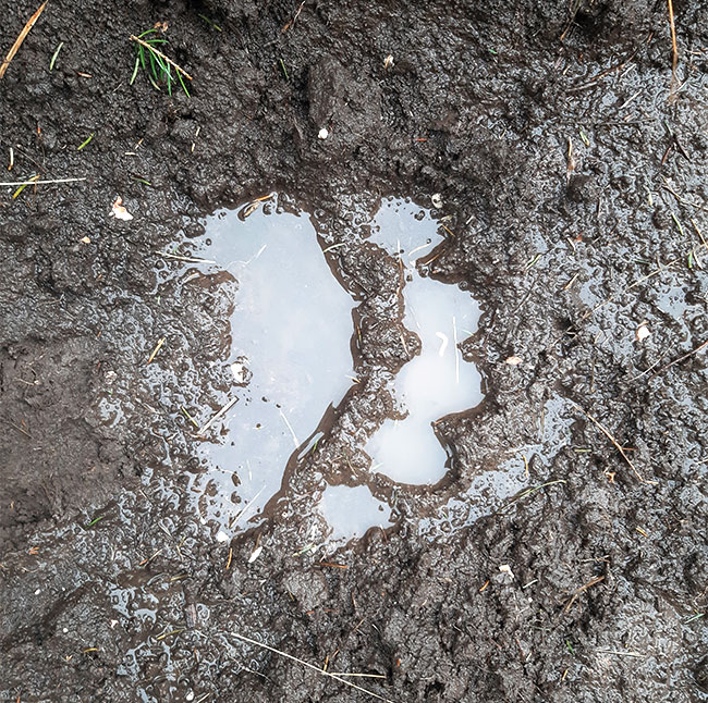Bärenspur auf einem Weg