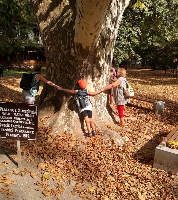 Kinder umfassen einen großen Baum