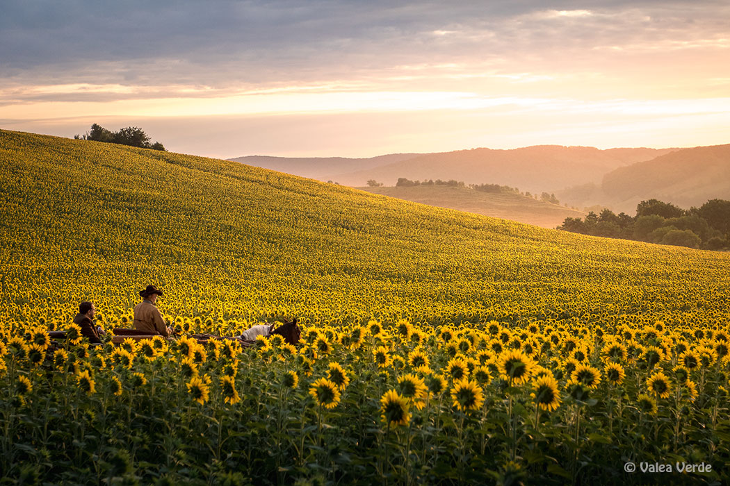 Feld mit Sonnenblumen und Pferdefuhrwerk