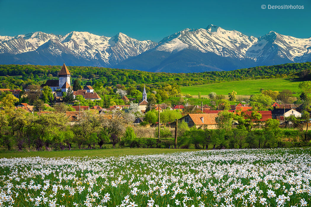 Blumenwiese vor Gebirgsmassiv und einem Dorf