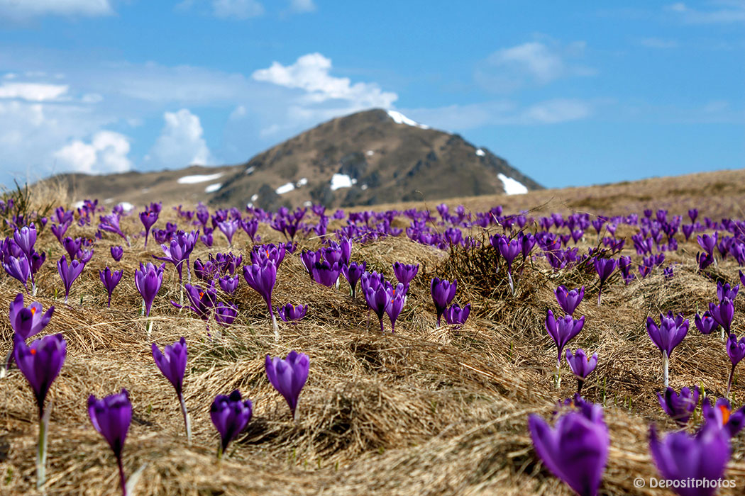 blaue Blumen auf einer Bergwiese