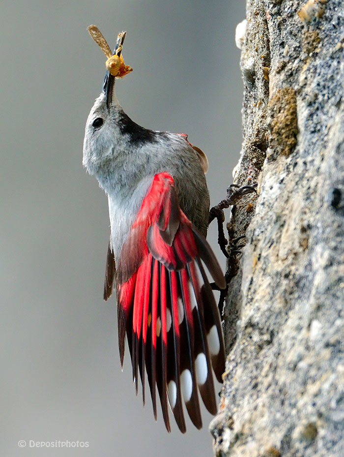 bunter Vogel mit Insekt im Schnabel