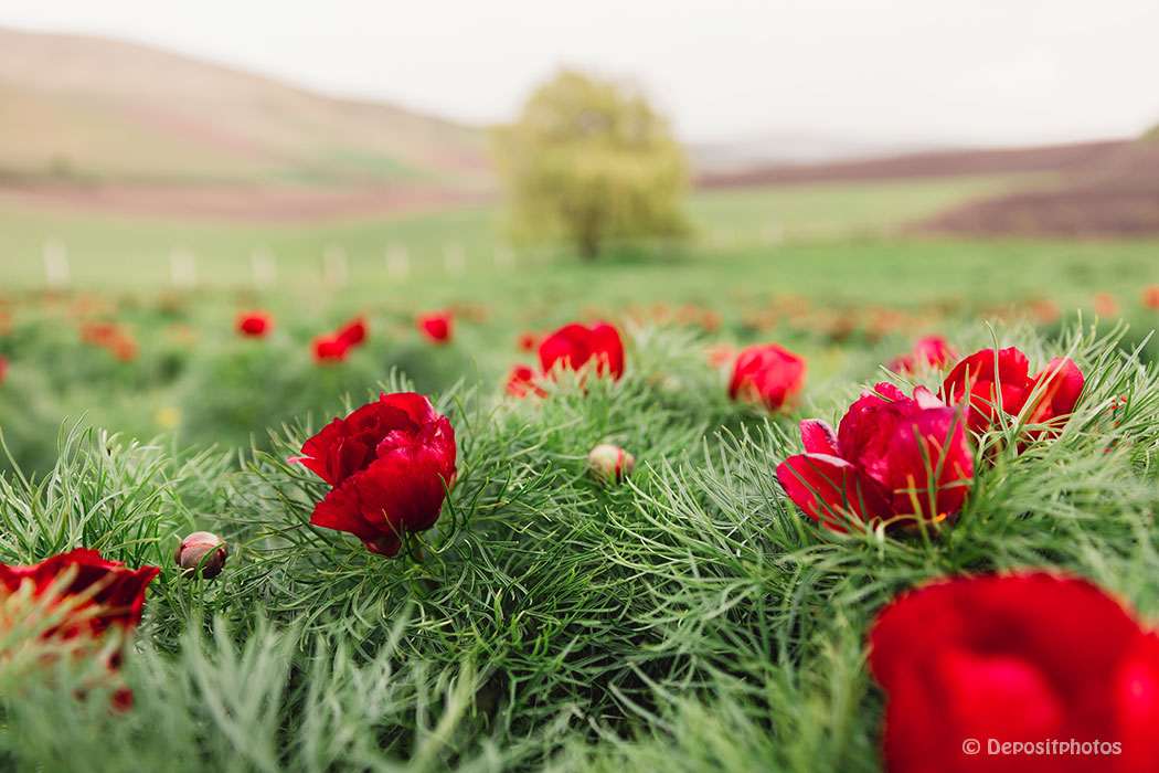 rote Blumen