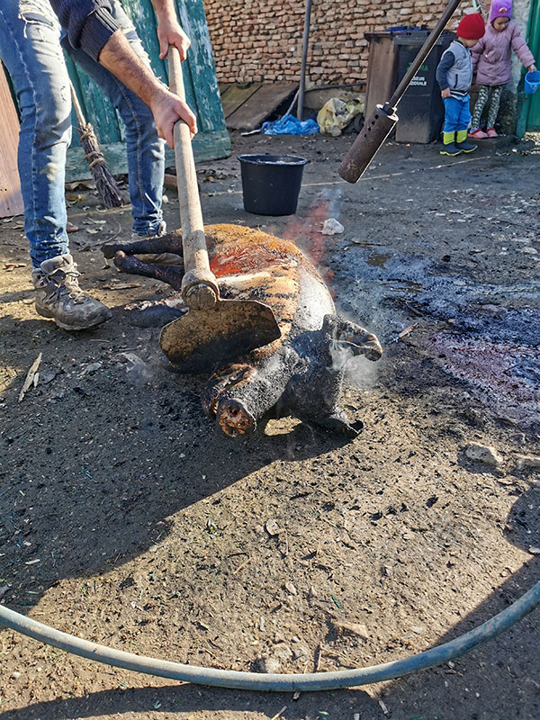 Schweineborsten werden abgebrannt
