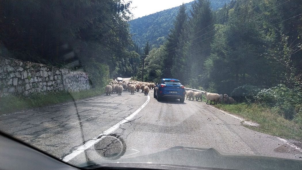 Schafherde auf Straße