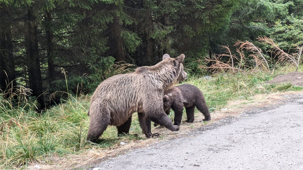 Bärenmutter mit Bärenkind am Straßenrand