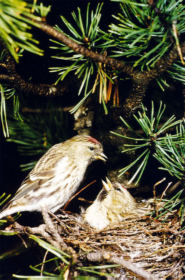 Vögel in einem Nest