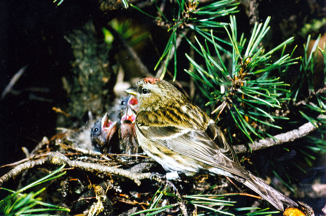Vögel in einem Nest