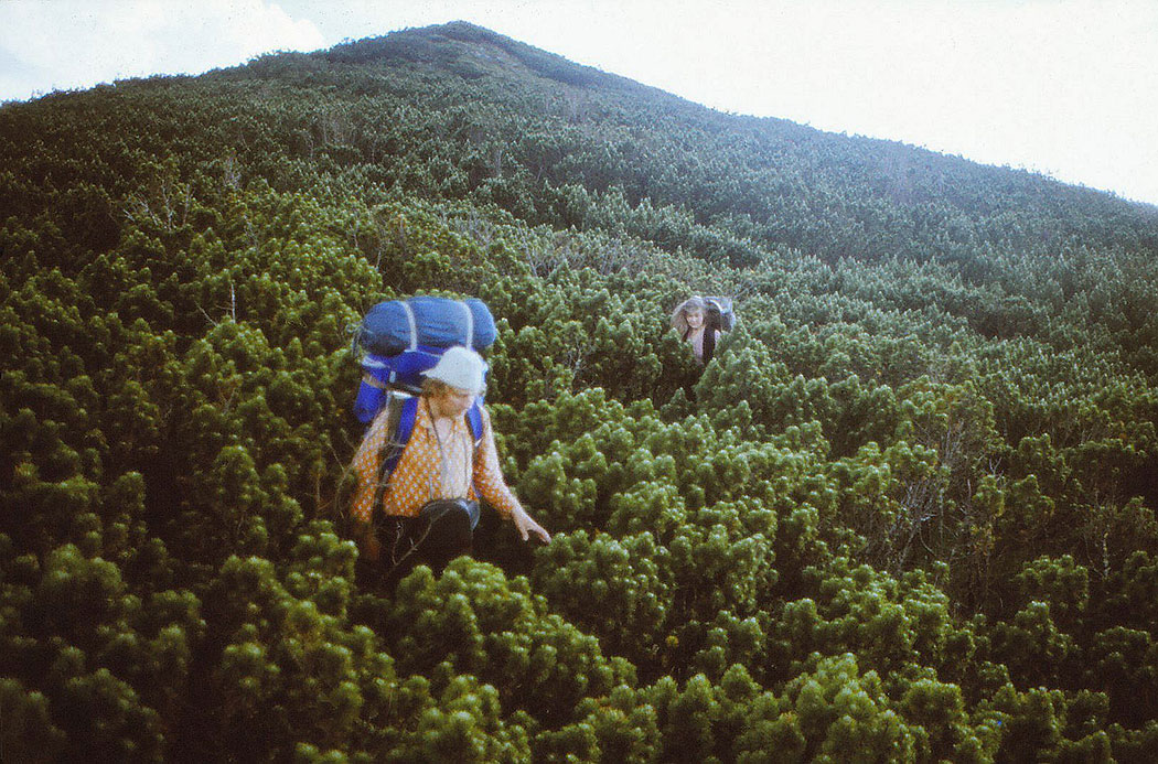 Menschen wandern durch Latschenfelder