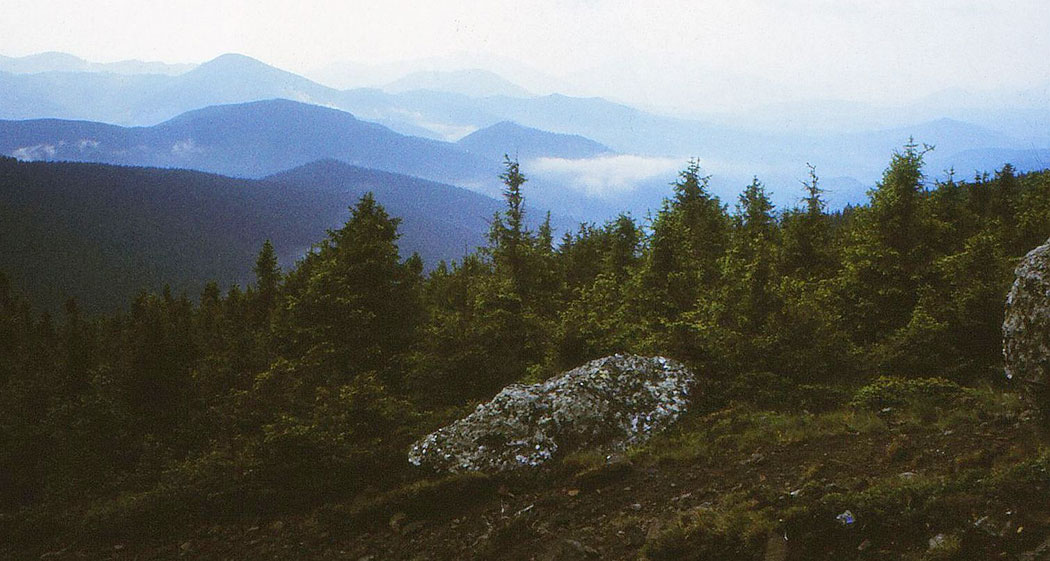Losung von Birkhühnern auf einem Felsen
