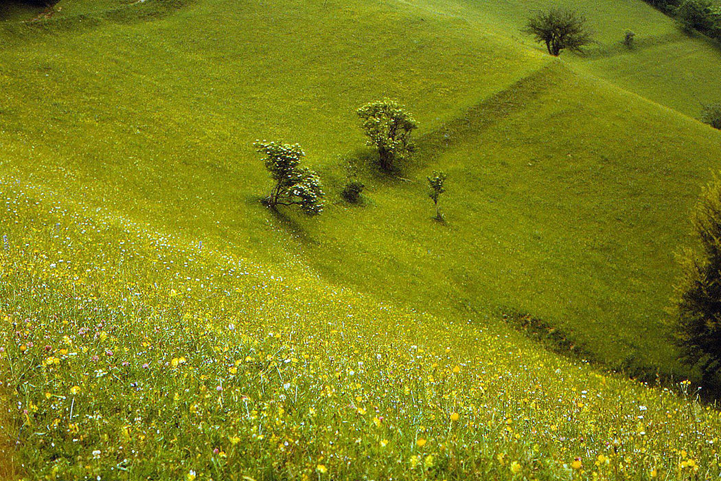 Bergwiese