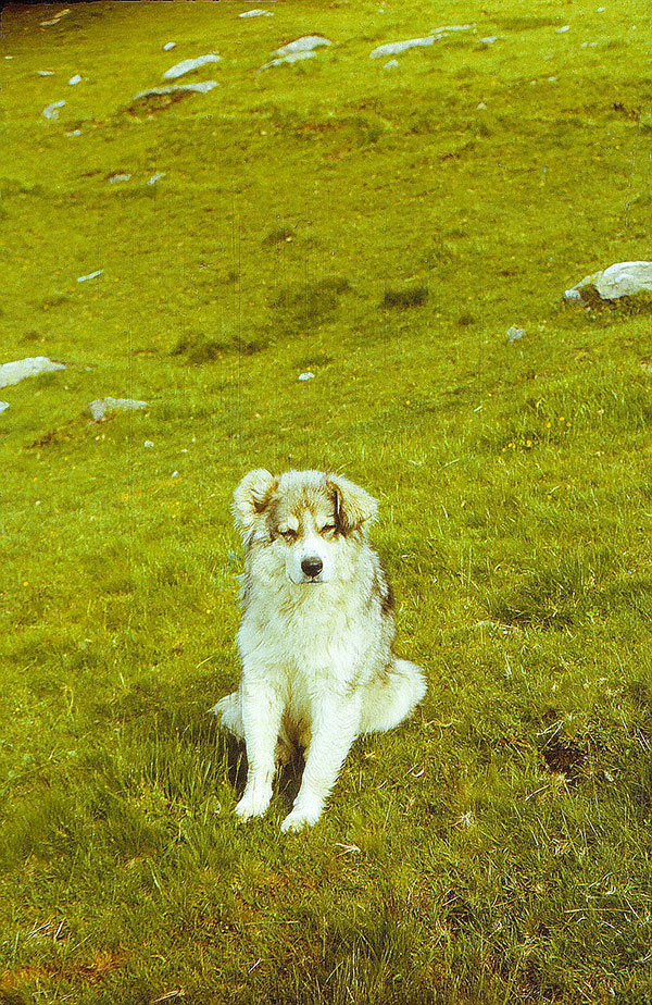 Hirtenhund