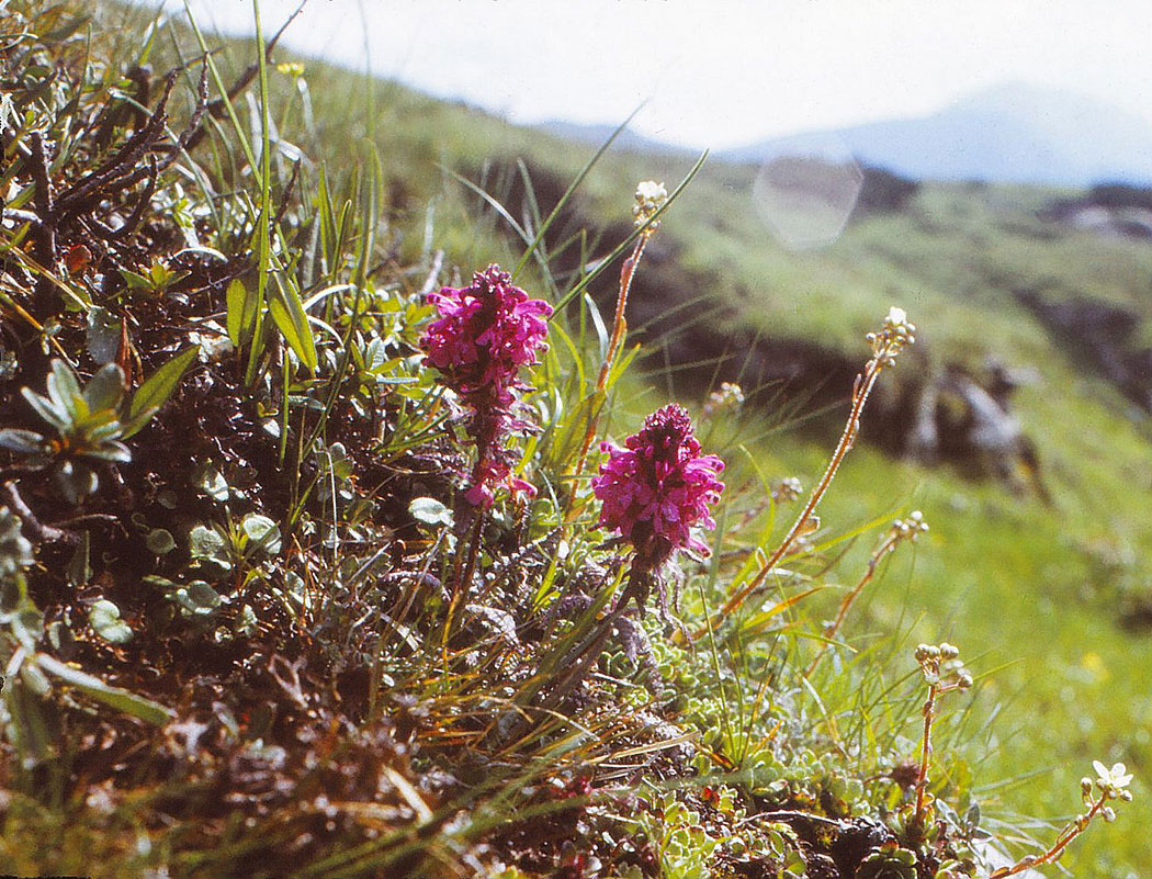 Blume