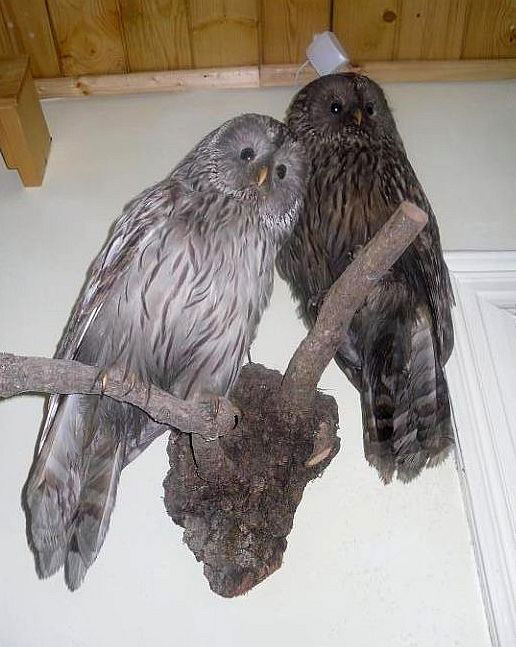ausgestellte Vögel auf einem Zweig sitzend