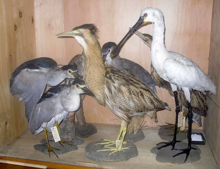 ausgestellte Vögel in einer Vitrine