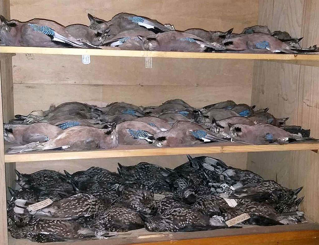 ausgestellte Vögel in einer Vitrine liegend