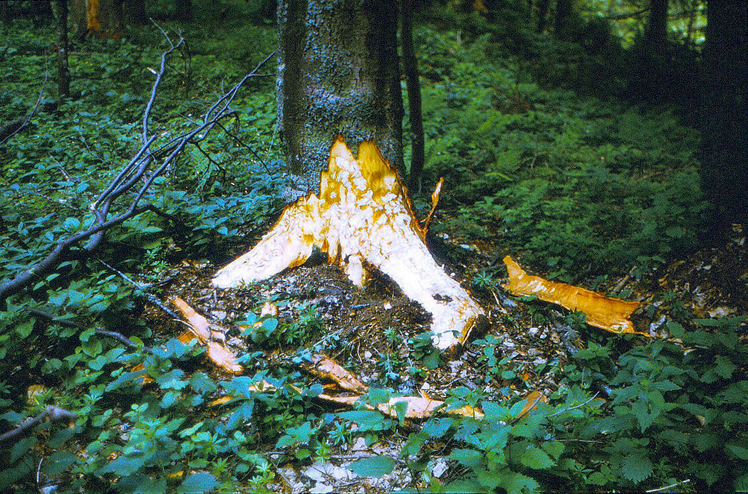 Abgefetzte Rinde eines Baumes