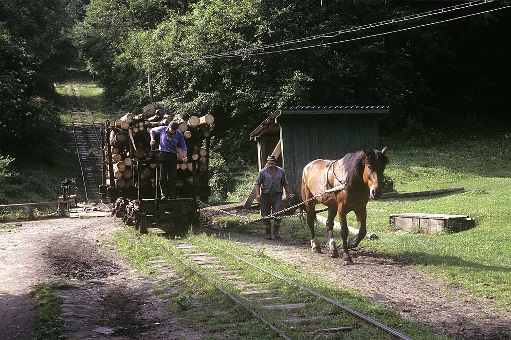 Pferd zieht einen Holzwagen