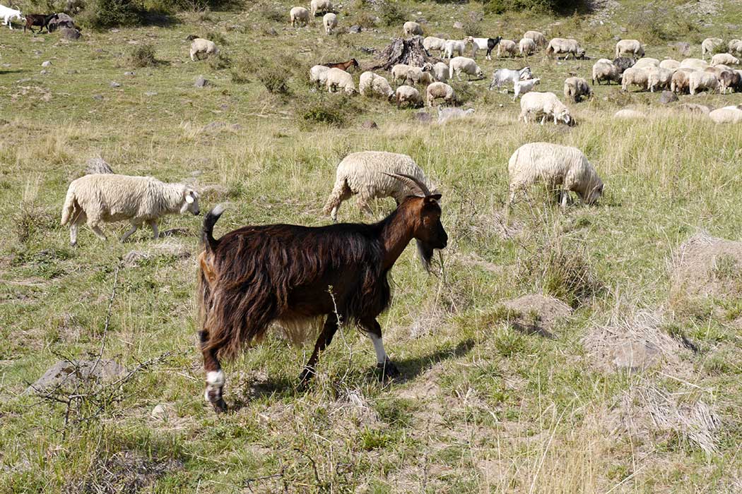 Ziege vor einer Schafherde