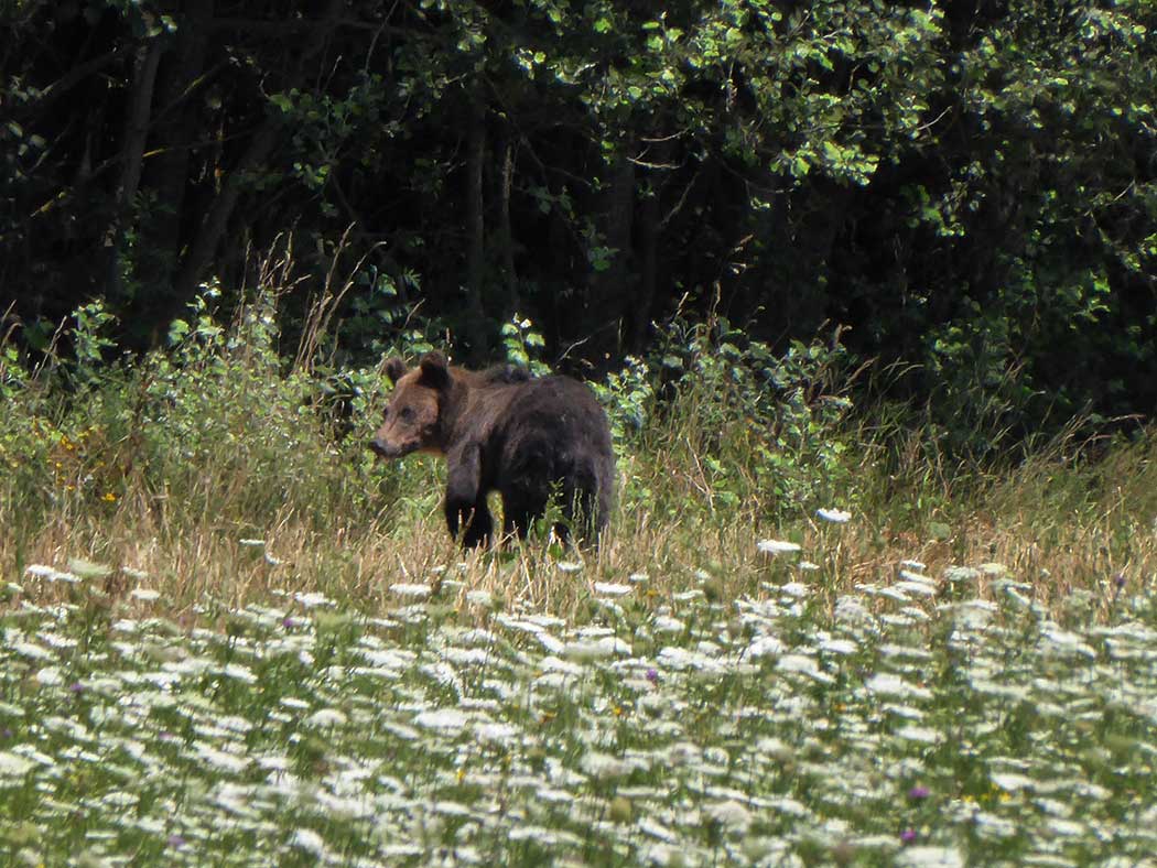 Bär auf einer Wiese