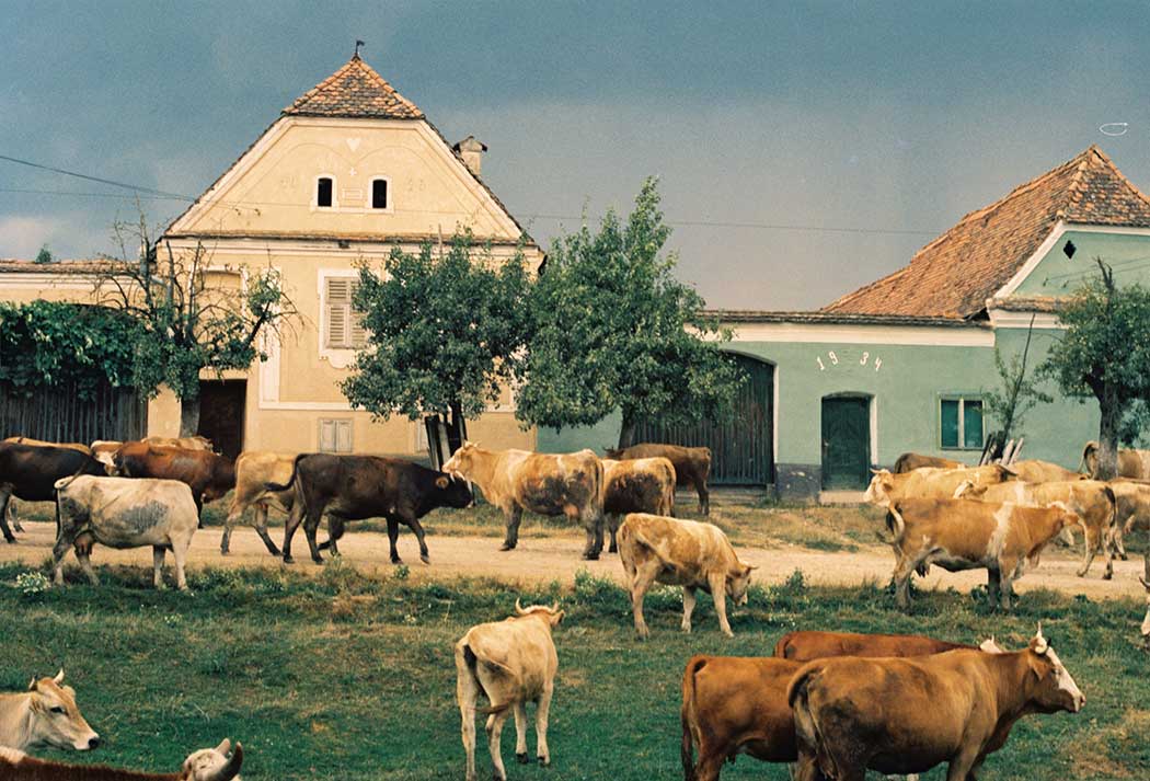 Kühe auf einer Dorfstraße